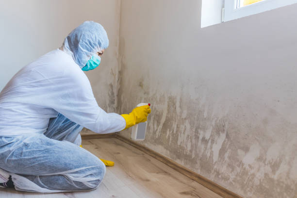 Licensed Mold Inspection service in Onekama, MI - WQB Mold Removal